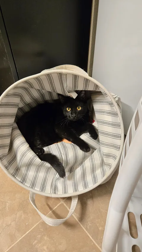 The Results are In: Albert Francois "Albie" is a monorchid!