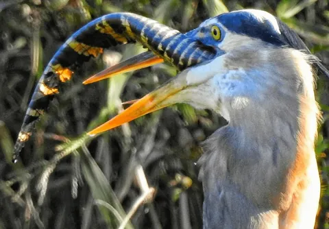 Heron swallows baby alligator whole, its long tail protruding from the heron's gullet