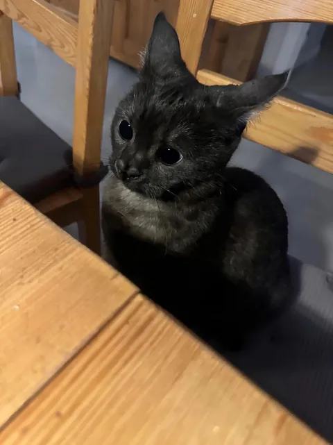 Who likes black cats and why