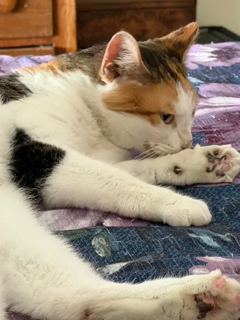 Adopted a last chance cat…