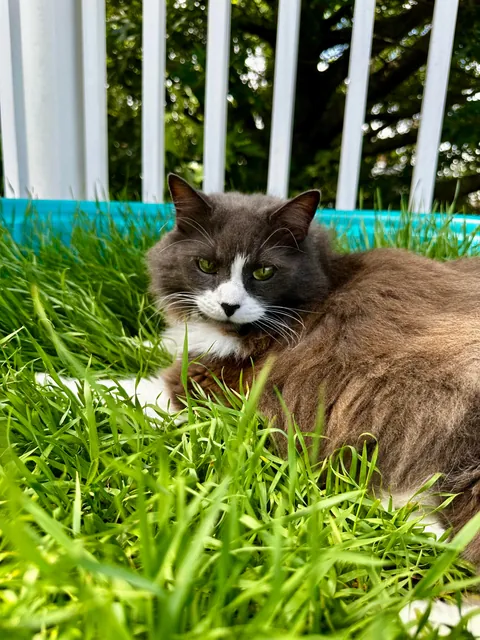 We built a grass patch on our patio for our girl.