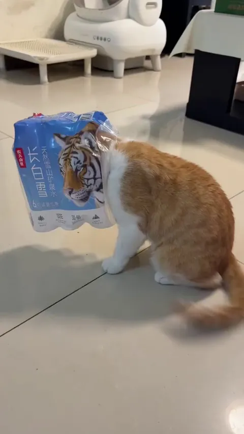 oddly satisfying  🐯