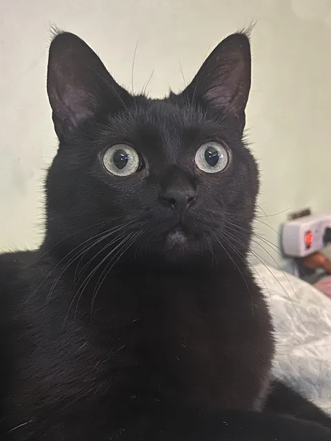 Absolutely zero thoughts in that head