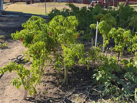 My Korean Mother-In-Law’s garden continues to thrive