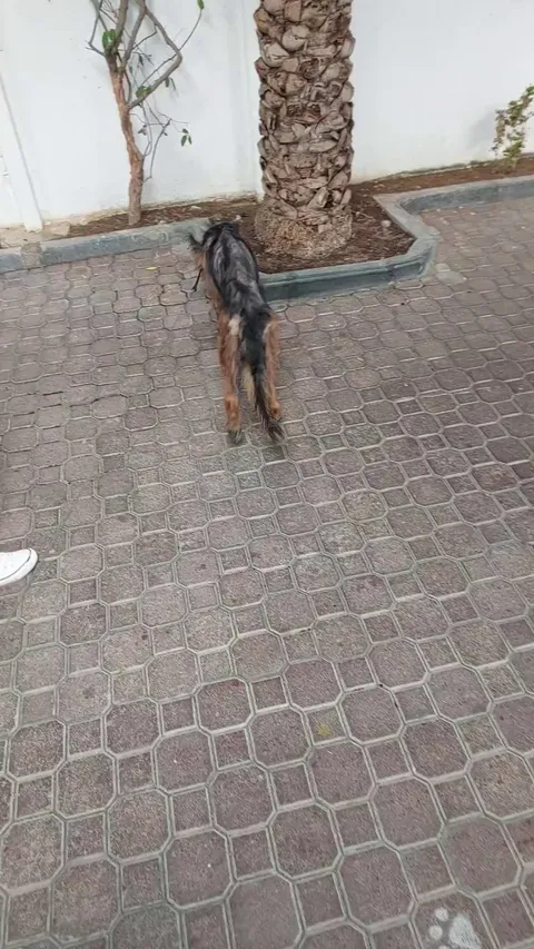 (OC) This good boy German Shepherd was rescued yesterday from a horrible place. Only Love and happy days ahead for him. 