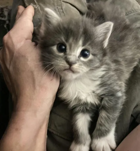 This is my kitten named Tippy