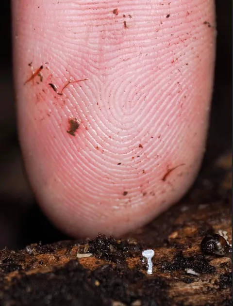 New Zealand photographer takes stunning photos of tiny mushrooms