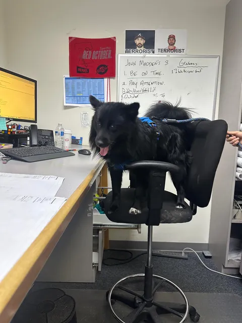 Got a new coworker in the office today! Seems like a cool guy. Bit of a staring problem tho.