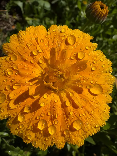 It’s bittersweet knowing I’m going to leave my first garden behind after I move in a month.. here’s some photos of my flowers.
