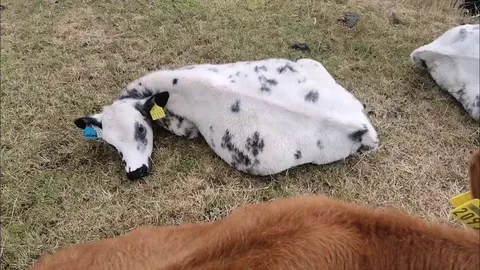 That can't be comfortable, Custard..