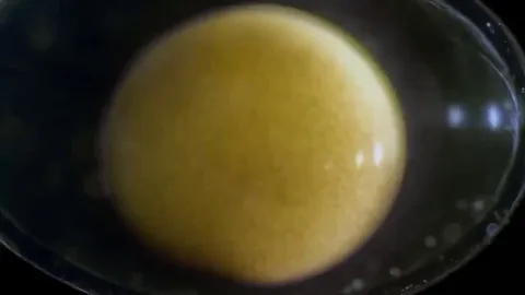 Embryonic Development