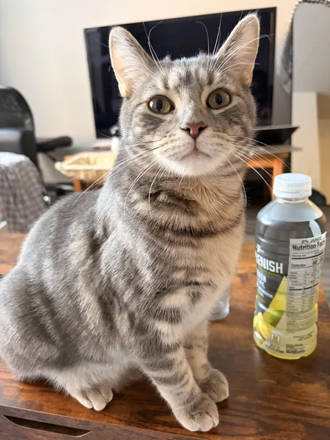 Update to a post I made the other day about being concerned my vets were taking advantage of me: my cats regular dental cleaning has resulted in my babies death. He's gone.