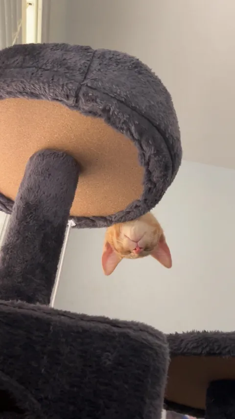 I got my first cat a few weeks ago!