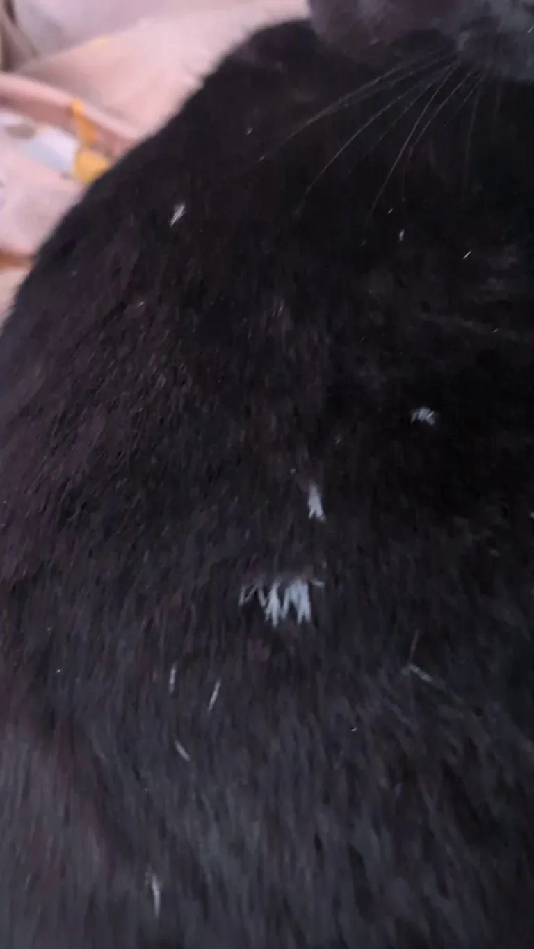 Anyone else's baby start a void but grow these little specks as they aged?