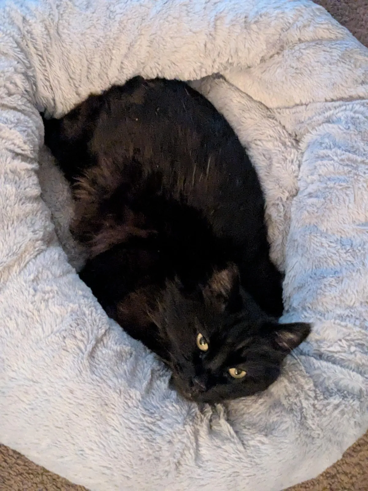 He got this bed 7 months ago and this is the first time he's laid in it