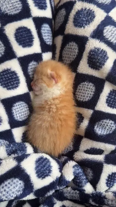 Tiny sleepy ginger loaf
