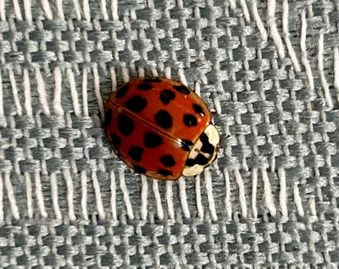 Is this the good ladybug or the invasive kind?