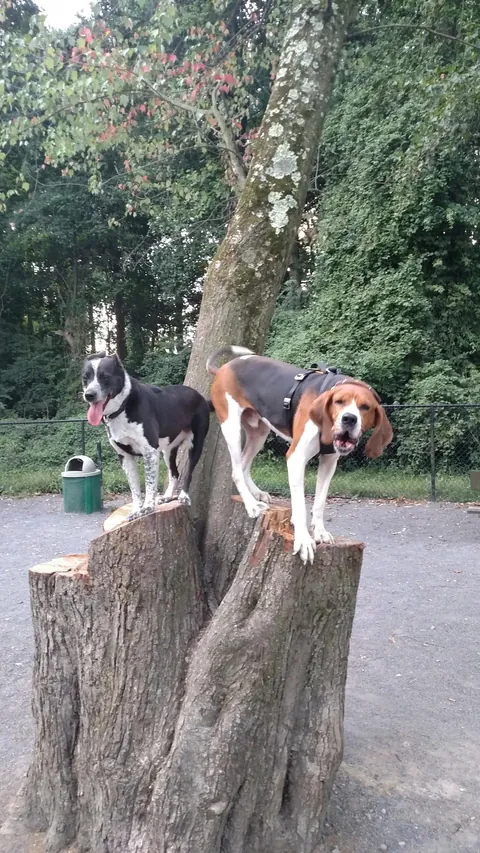 Meet my new fren Maui. His howls sound like a whistle, but it's a mighty howl. He doesn't quite trust me yet.