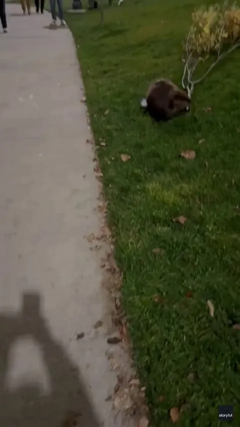 🔥 Beaver dragging a branch back to the river while an audience cheers him on