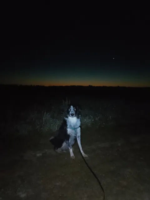 Moxie and her potato friendships... Small potato, big potato, weird potato 🥔❤️🐾