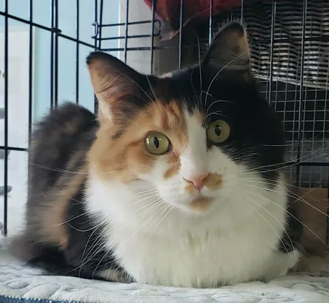 Good news from our shelter. Cocotte, who has been with us for almost 2 years, was adopted!!! Her new human is an incredibly nice lady ❤️❤️❤️