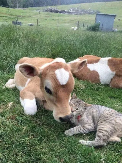 Moo and meow