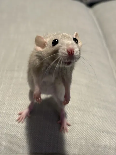 Spork and the Curse of the Were-rat