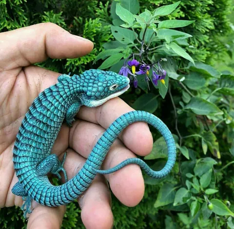 PsBattle: This Mexican Alligator Lizard