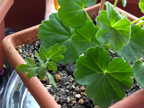 Tomato seeds didn't germinate, so I threw the soil onto other plants...