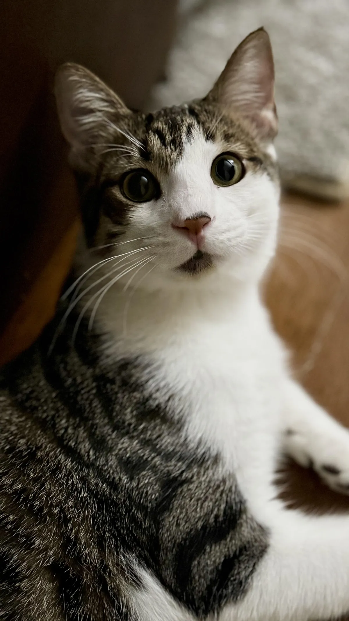 Don’t blink; Moose is challenging you to a staring contest.