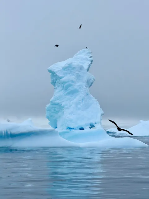 10 days in Antarctica: Wildlife, the Drake Passage and what the expedition was like [OC]