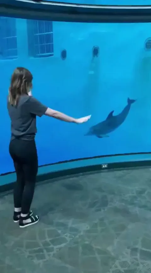 Dolphin copying cartwheels🐬
