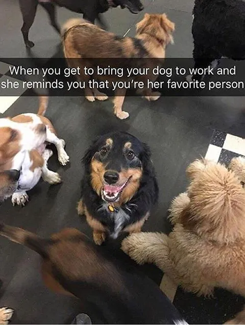 This good girl reminding her owner who matters most.