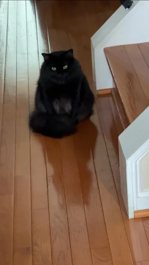 Meet Ahsoka, my brothers' cat