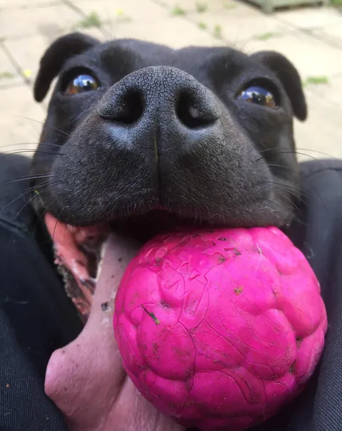 More noses of the dogs I walk