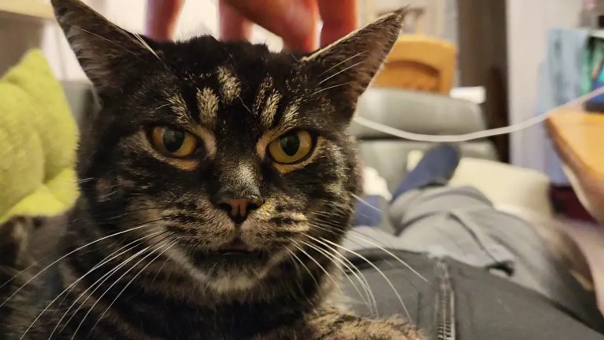 Meet Rusty, he's half pigeon half cat.