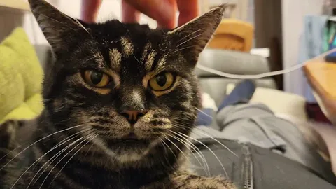 Meet Rusty, he's half pigeon half cat.