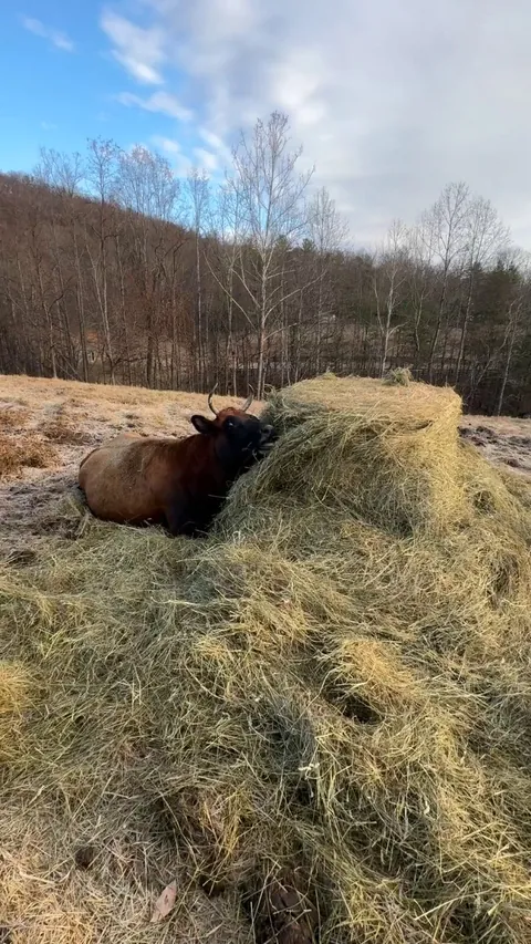 I told Daisy not to eat in bed