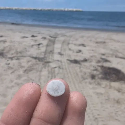 Found the tinest sand dollar