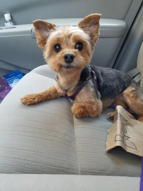 Little Puff finally got to visit her groomer!