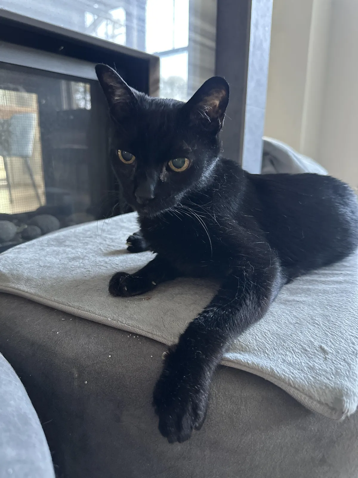 This is my cat on his 22nd birthday today. He would like to hold your hand and hear your thoughts on whether he's a good boy.