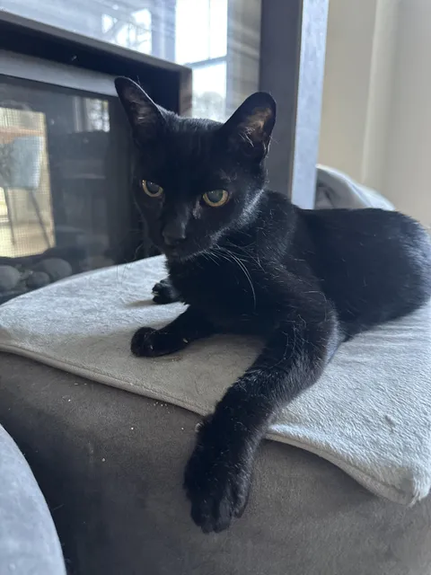 This is my cat on his 22nd birthday today. He would like to hold your hand and hear your thoughts on whether he's a good boy.