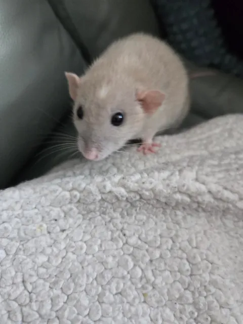 Doby is 2 years old today!!!!