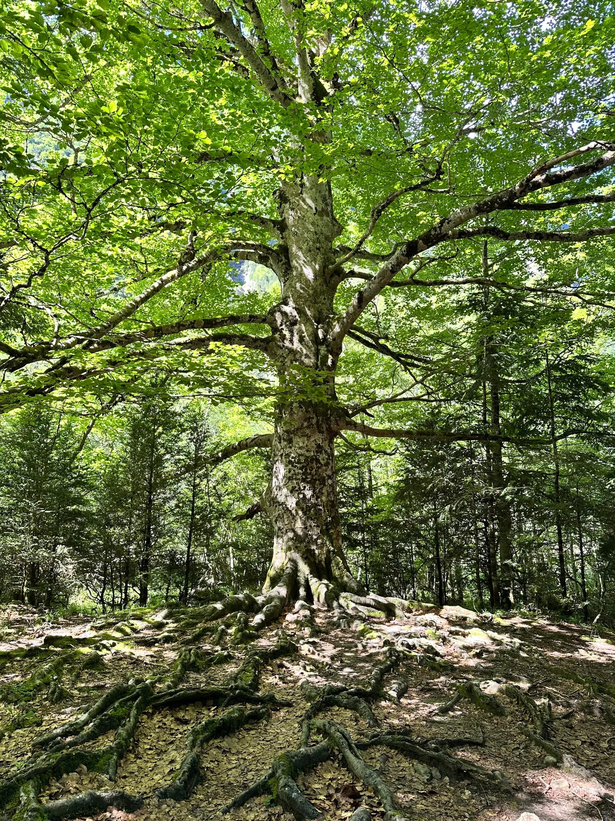 Just Chilling in the Nature (Spain)