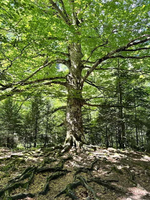 Just Chilling in the Nature (Spain)