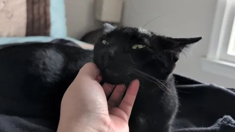 Pet the void for luck 🖤