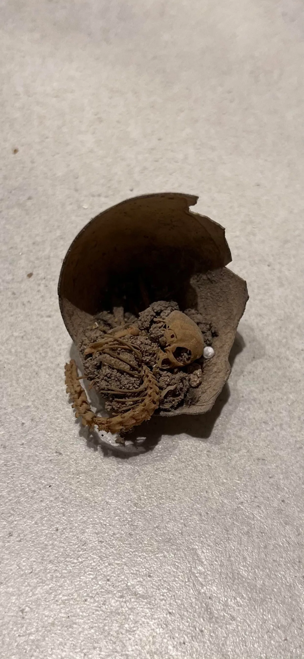 A Tiny Skeleton Inside A Broken Egg… Hidden Under My Second-Floor Floorboards.