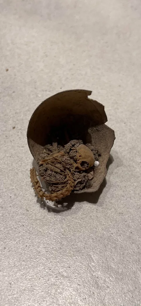 A Tiny Skeleton Inside A Broken Egg… Hidden Under My Second-Floor Floorboards.