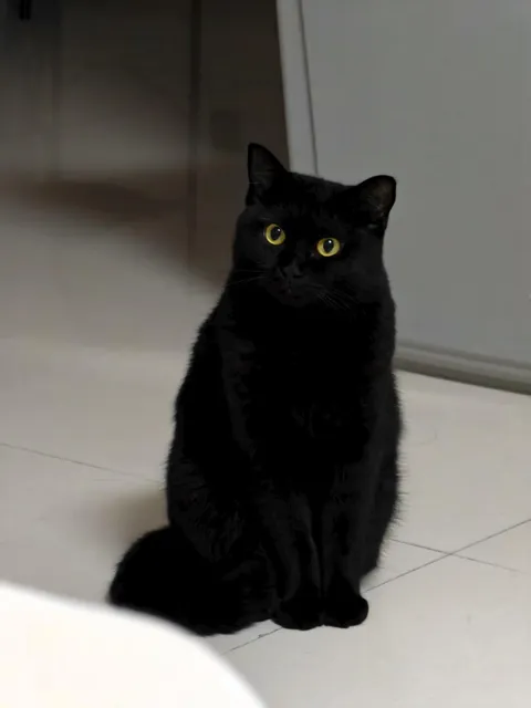 Visited a friend and met her gorgeous little lady 🖤