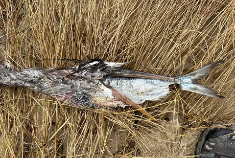 Heron Couldn’t Finish his Meal